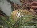 変態セックス育成法